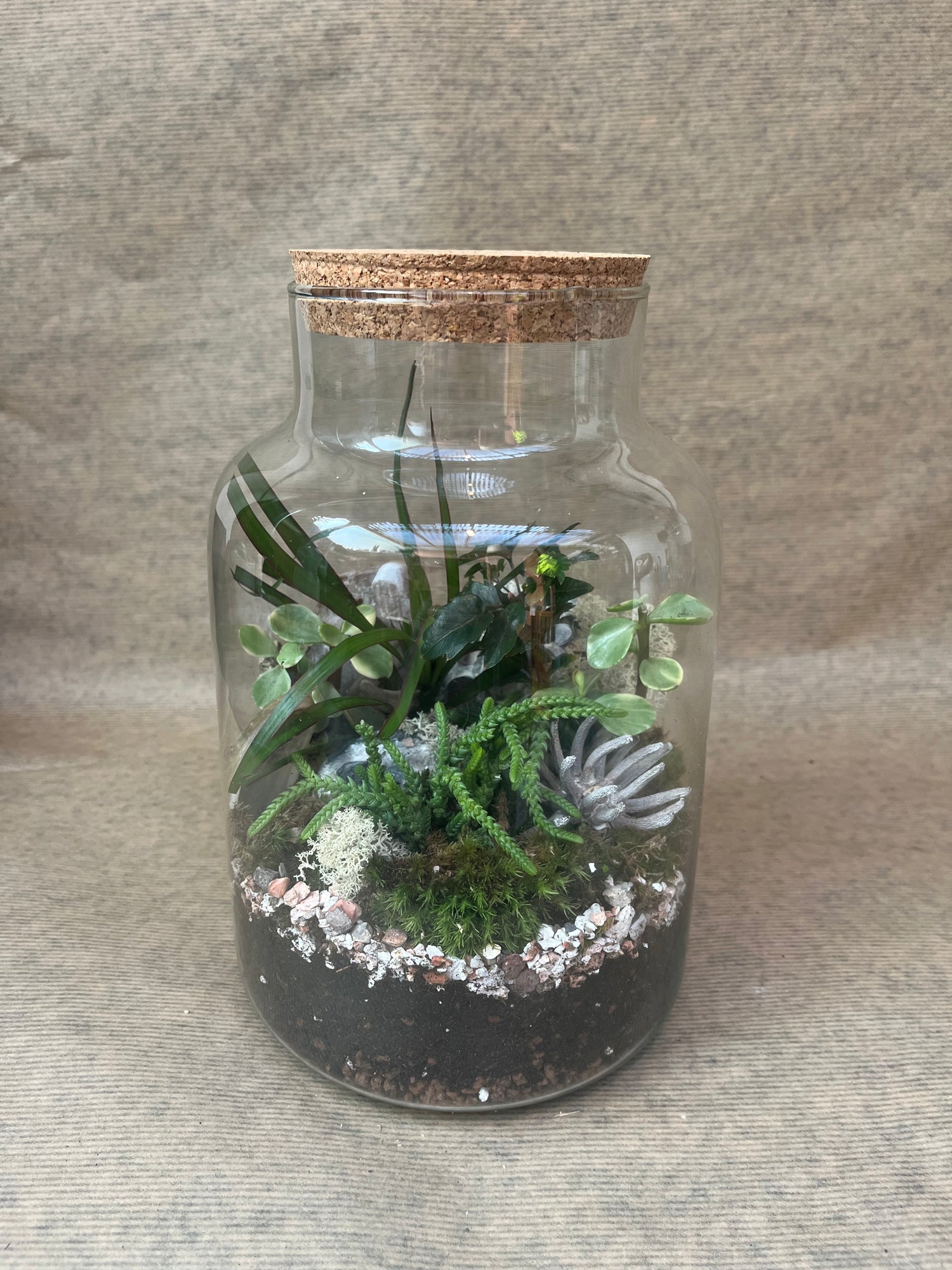DIY Corked Terrarium Kit (Medium)
