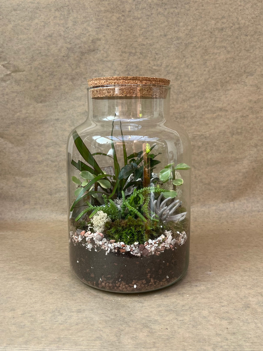 DIY Corked Terrarium Kit (Medium)