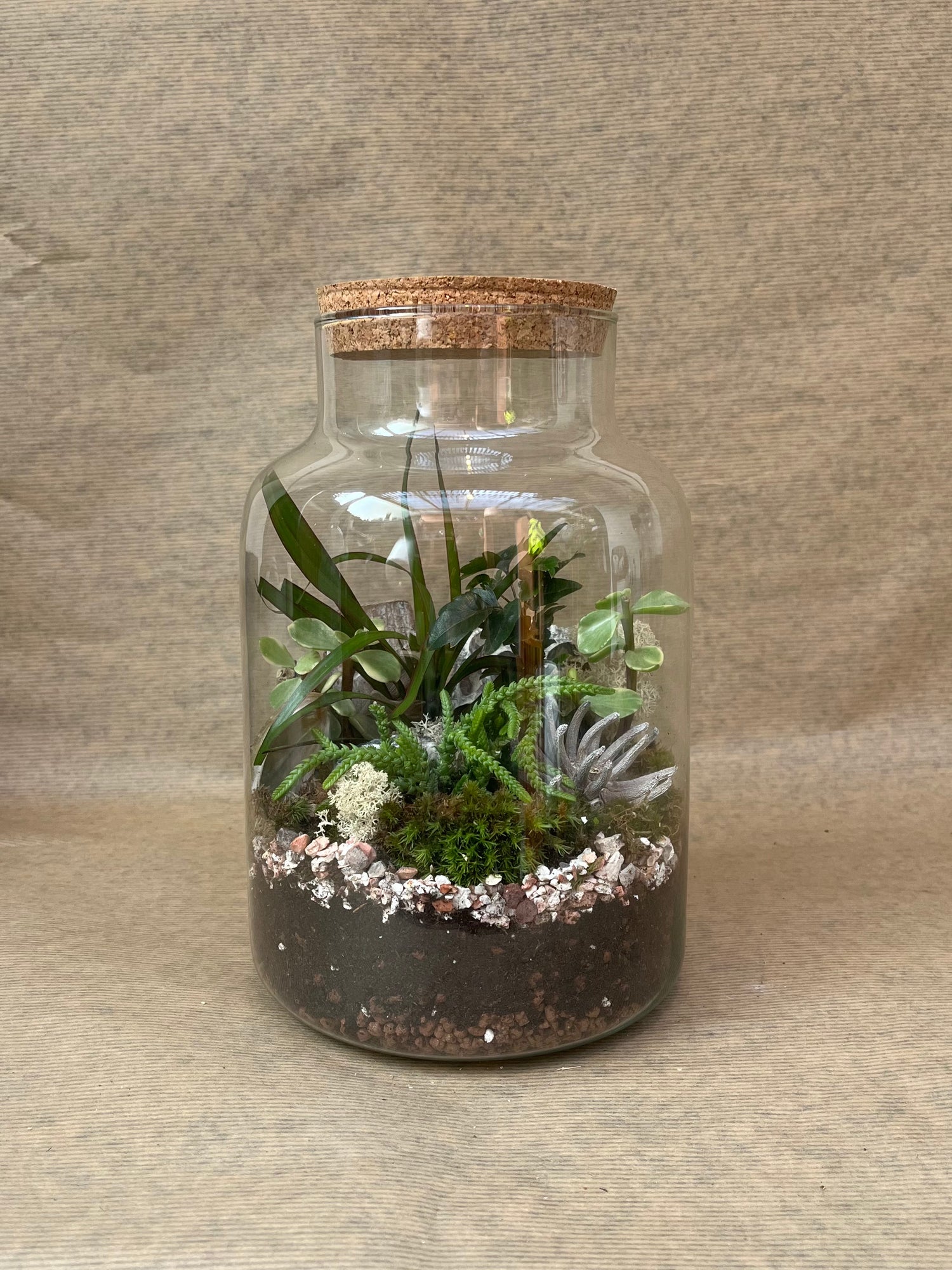 DIY Corked Terrarium Kit (Medium)