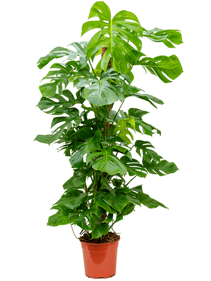 extra large swiss cheese plant Monstera Deliciosa Extra Large