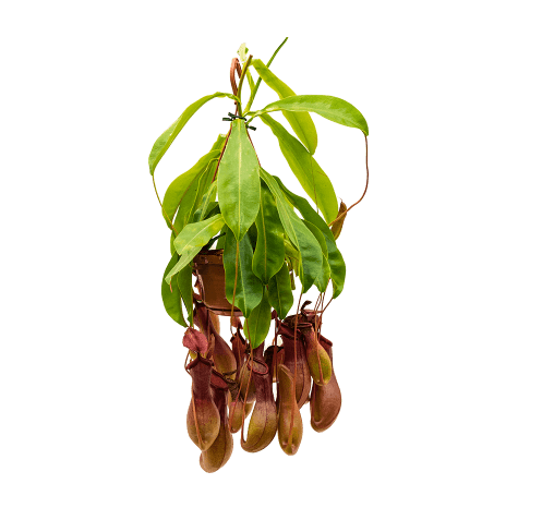 Nepenthes Alata