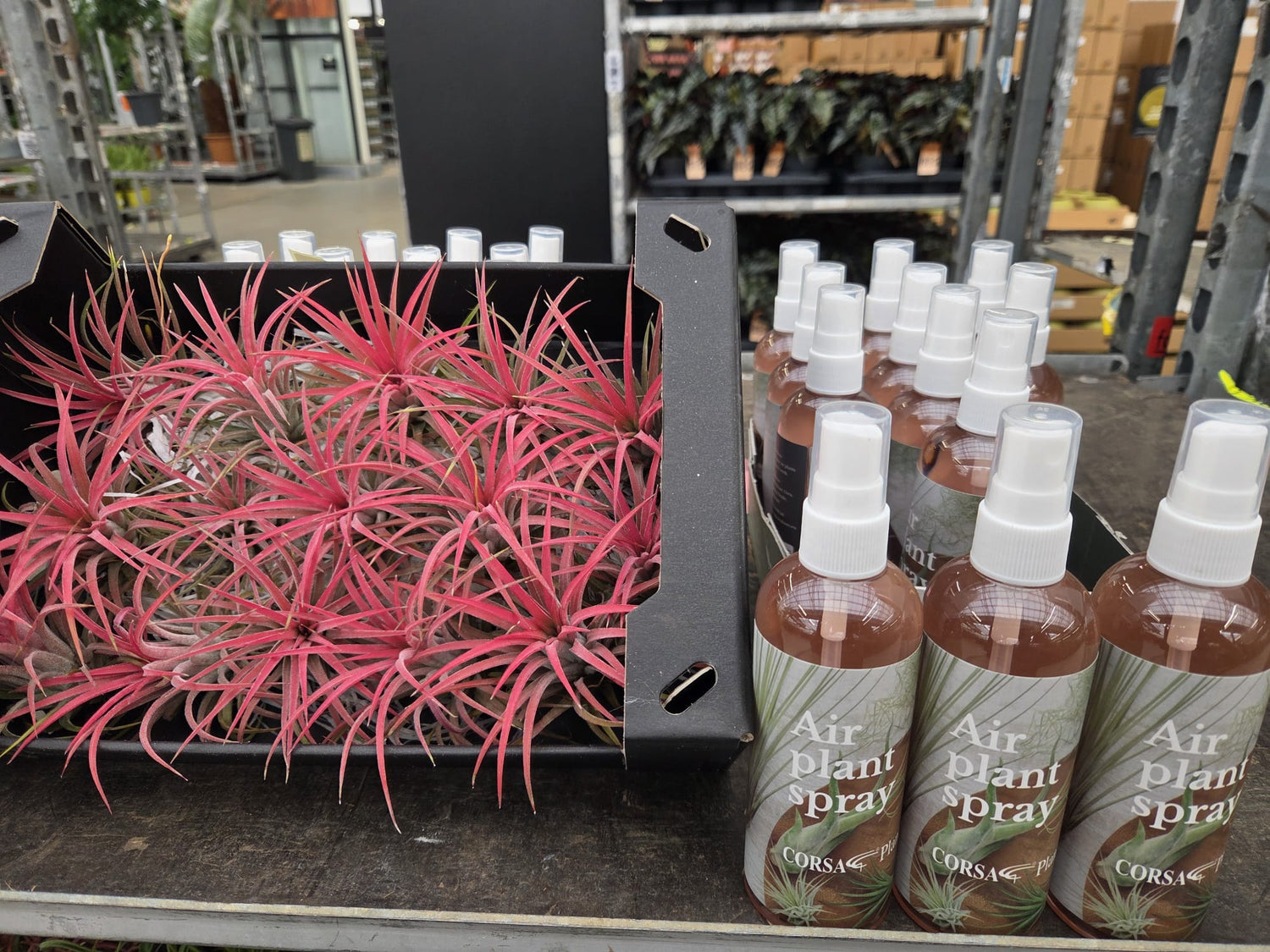 Corsa Air Plant Spray