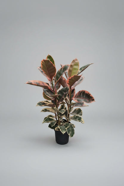 Ficus Elastica Belize