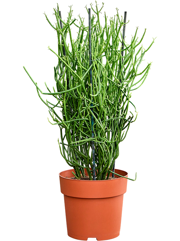 Pencil Cactus - Euphorbia Tirucalli - 40cm