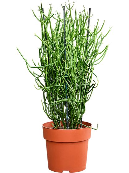 Pencil Cactus - Euphorbia Tirucalli - 40cm