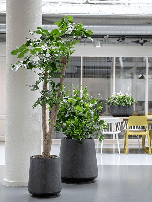 Anthracite Plant Pot (Rain Drop) Large