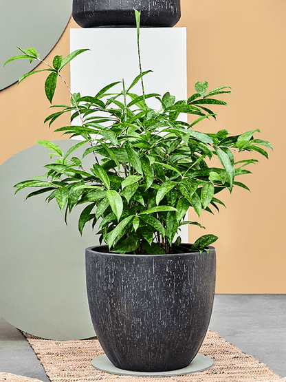 Anthracite Plant Pot (Rain Drop)