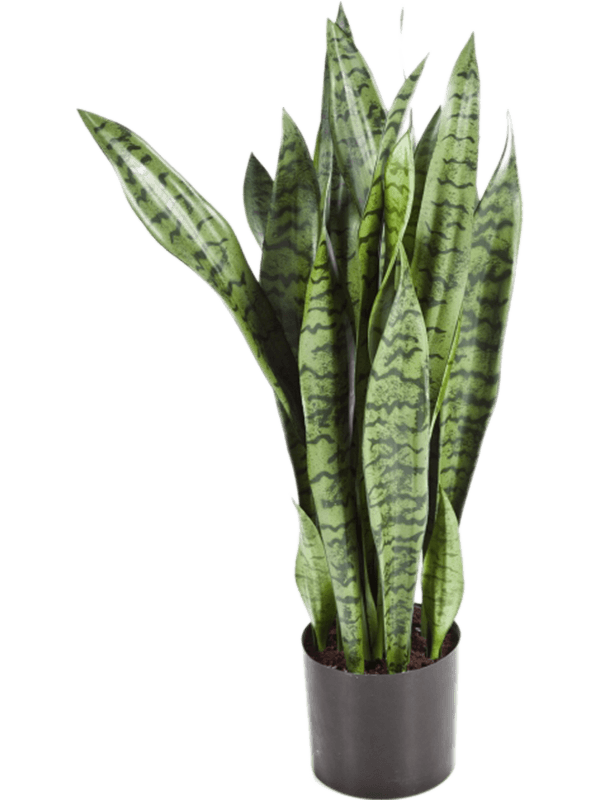 Artificial Sansevieria Snake Plant - 80cm