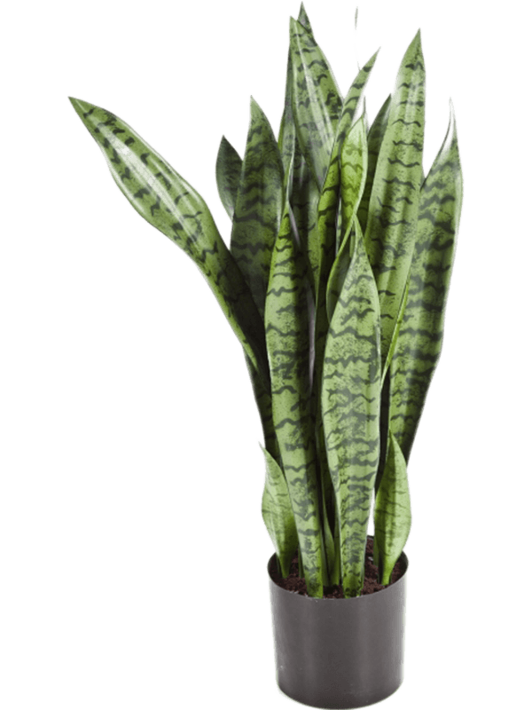 Artificial Sansevieria Snake Plant 80cm Plant Store