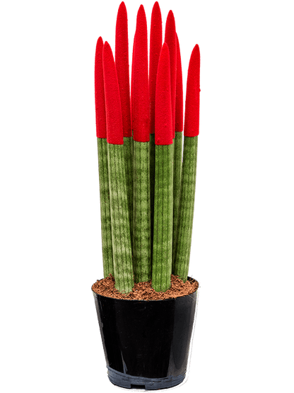 Luxury Sansevieria cylindrica &