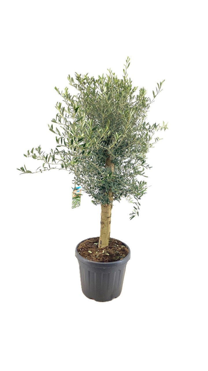 Large Olive Tree (Dublin Delivery Only)