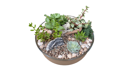 Create Your Own Succulent Terrarium Kit (Large)