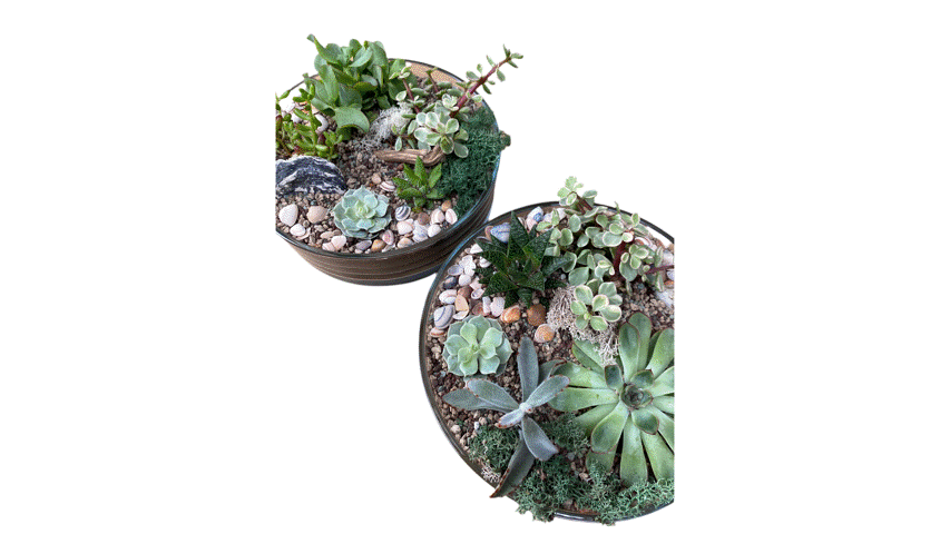 Create Your Own Succulent Terrarium Kit (Large)