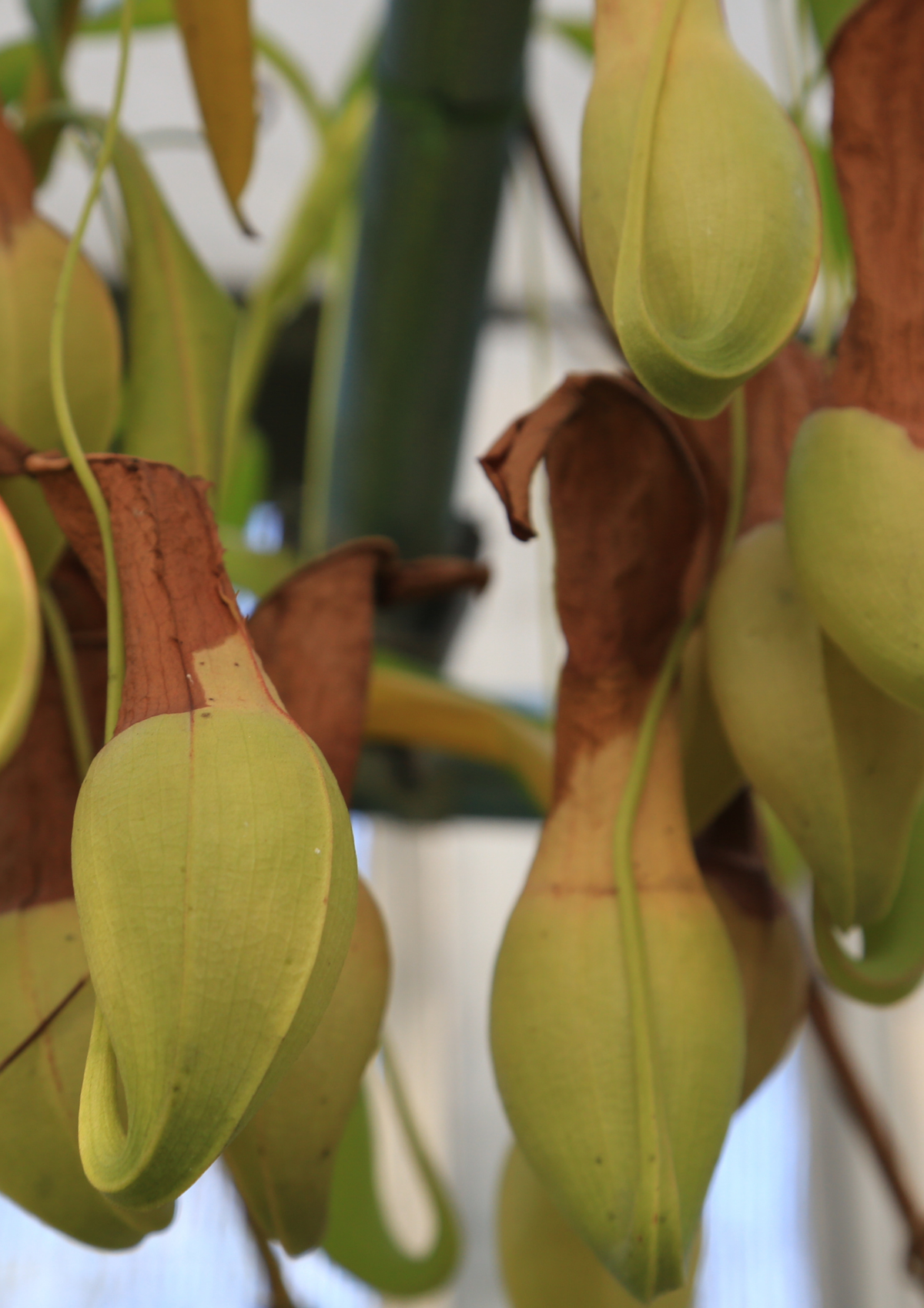 Nepenthes Alata