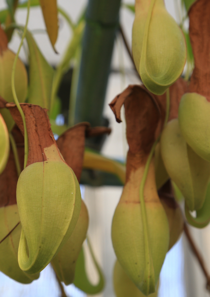 Nepenthes Alata