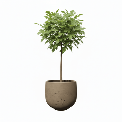 Grey Washed Plant Pot - Plant Store