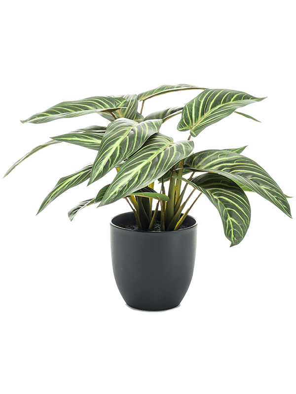 Artificial Calathea Zebrina