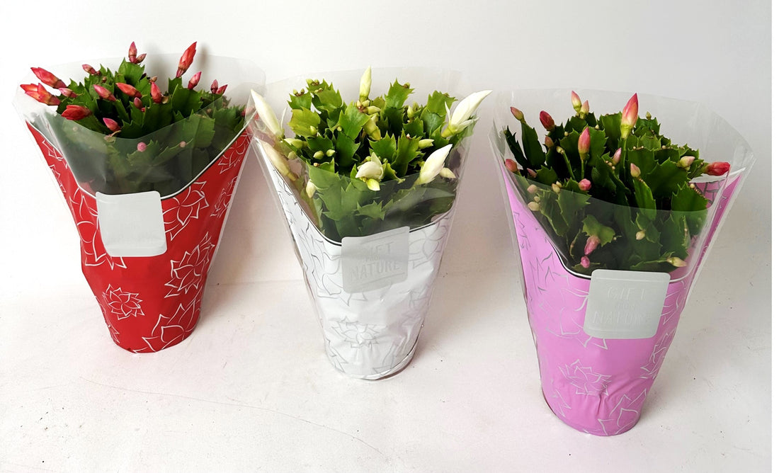 Christmas Cactus - Schlumbergera