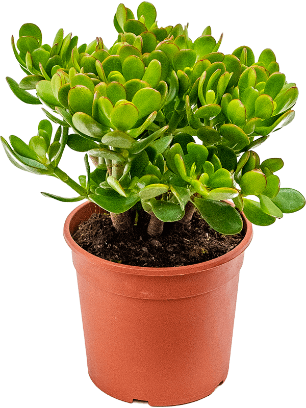 Crassula Ovata Major