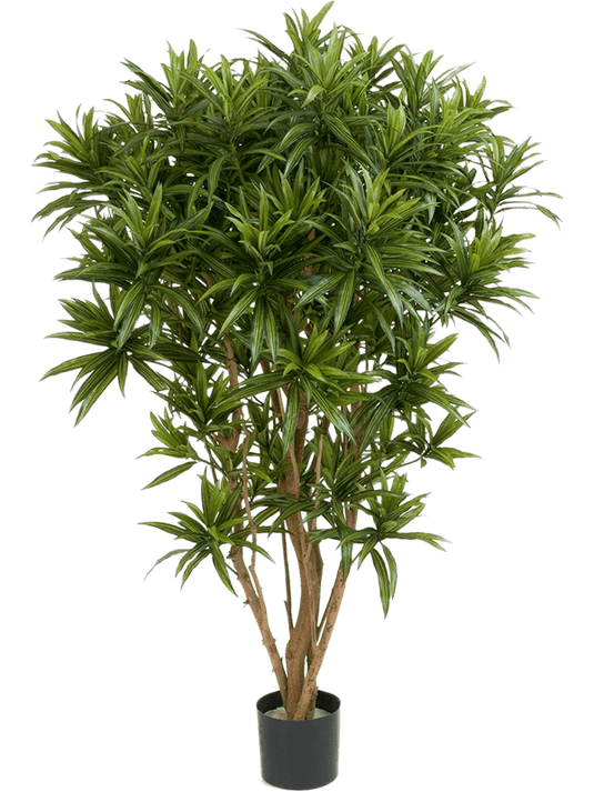 Artificial Dracaena Reflexa 150cm Plant Store