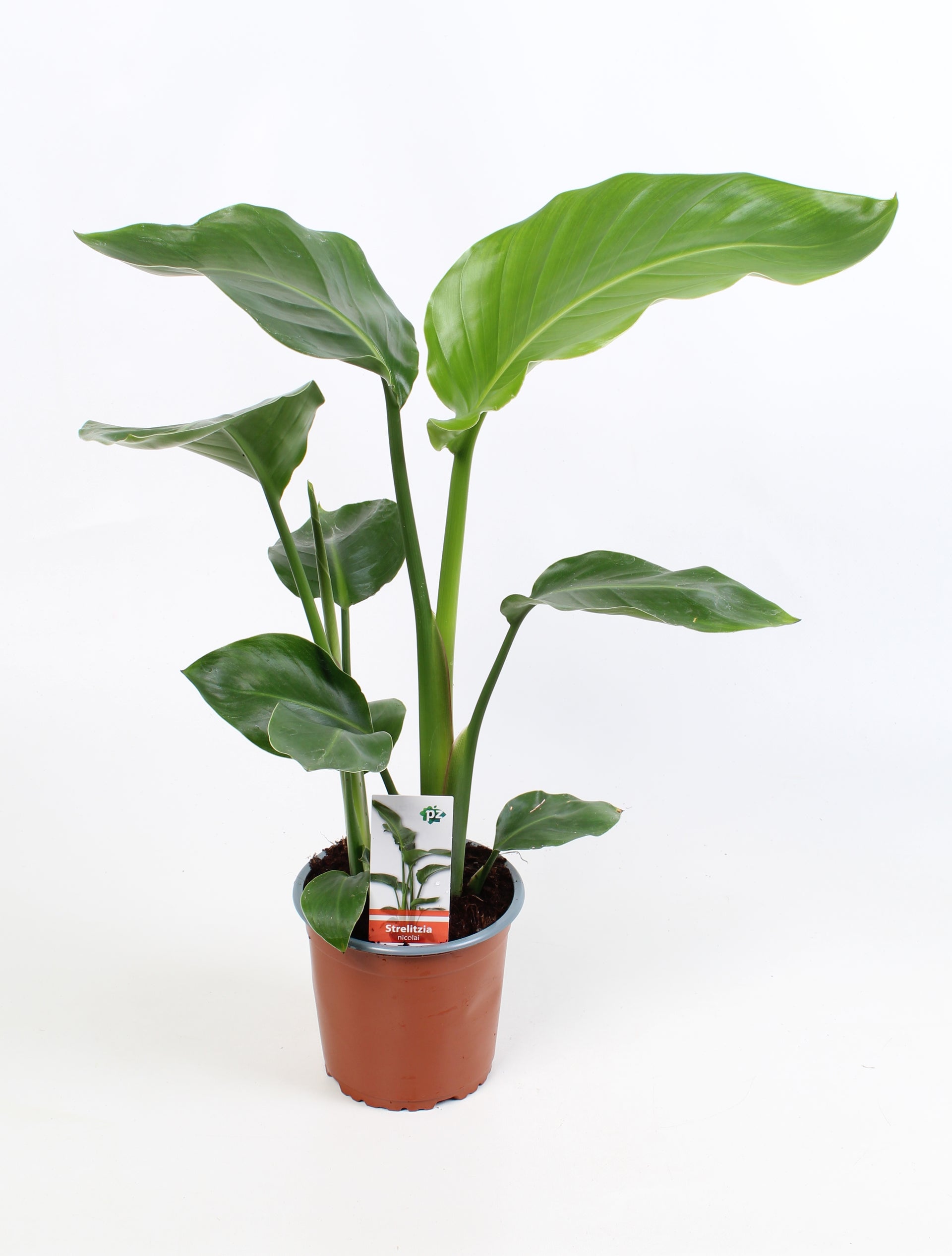 Strelitzia Nicolai