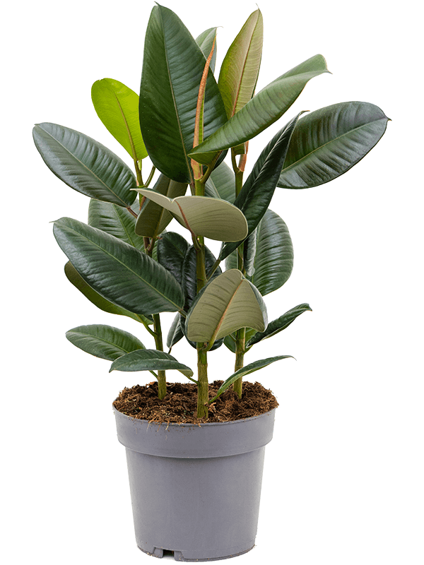 Small Ficus Elastica - Rubber Plant - 50cm
