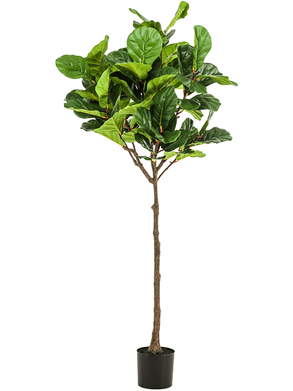 Artificial Ficus Lyrata - 195cm