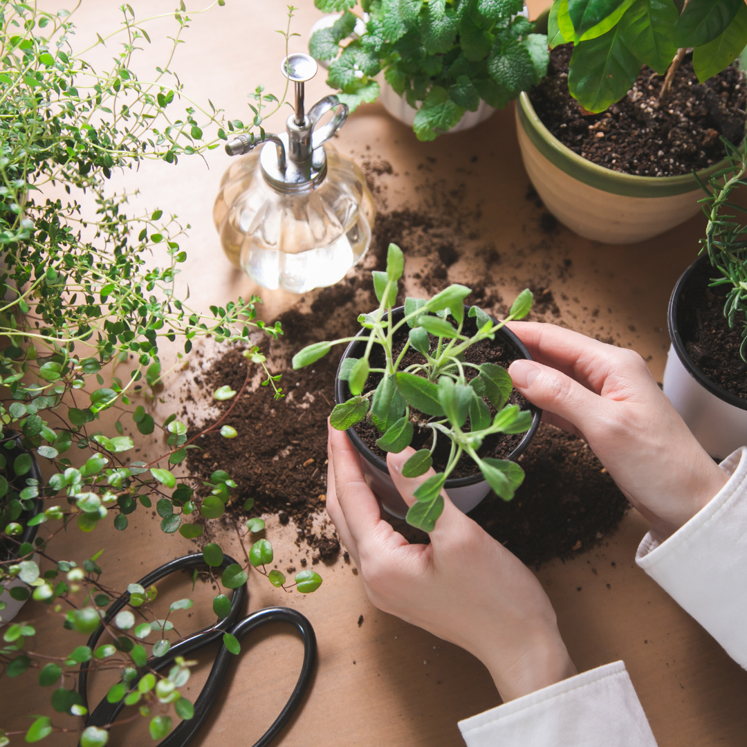 DIY Herb Growing Kit (Small)