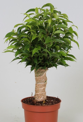 Ficus Benjamina - "The Weeping Fig"