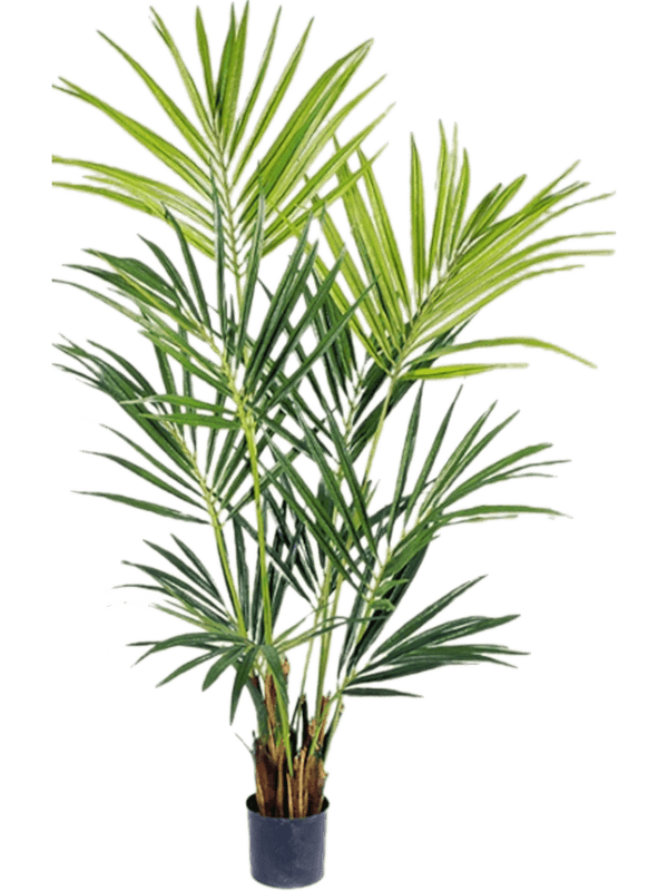 Artificial Kentia Palm - 172cm