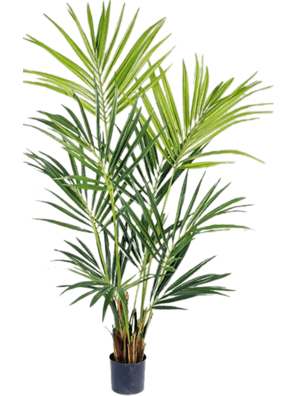 Artificial Kentia Palm - 170cm