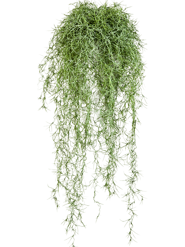 Artificial Spanish Moss - 80cm