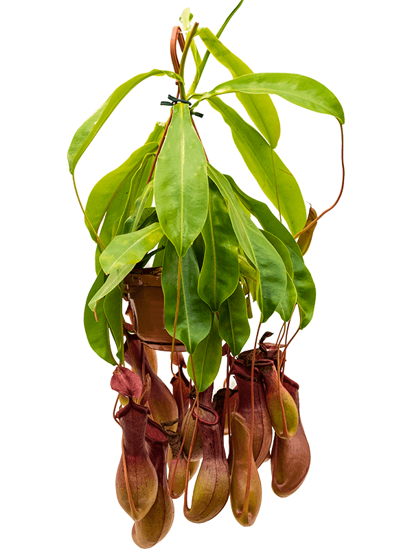 Nepenthes Coccinea - Pitcher plant