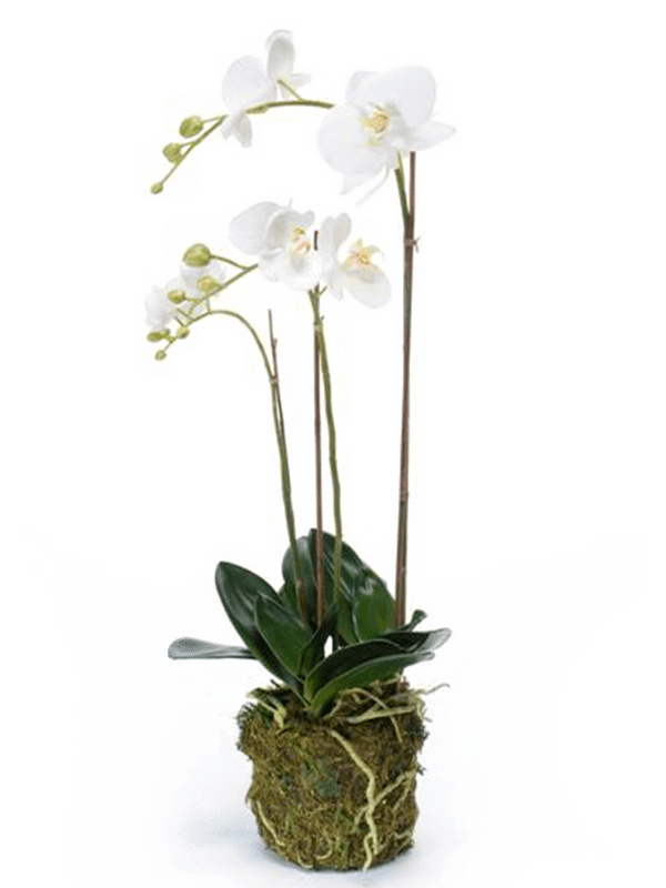 Artificial Phalaenopsis - 70cm