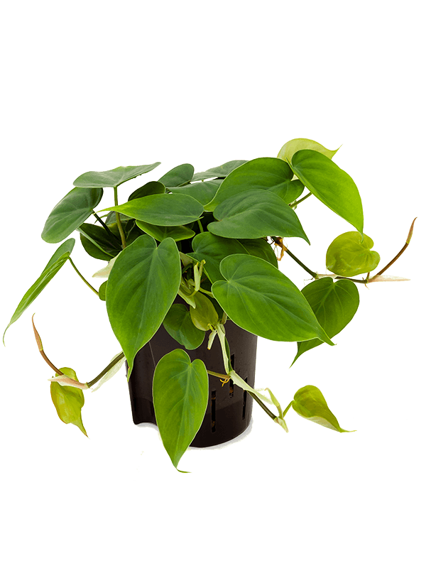 Philodendron Scandens