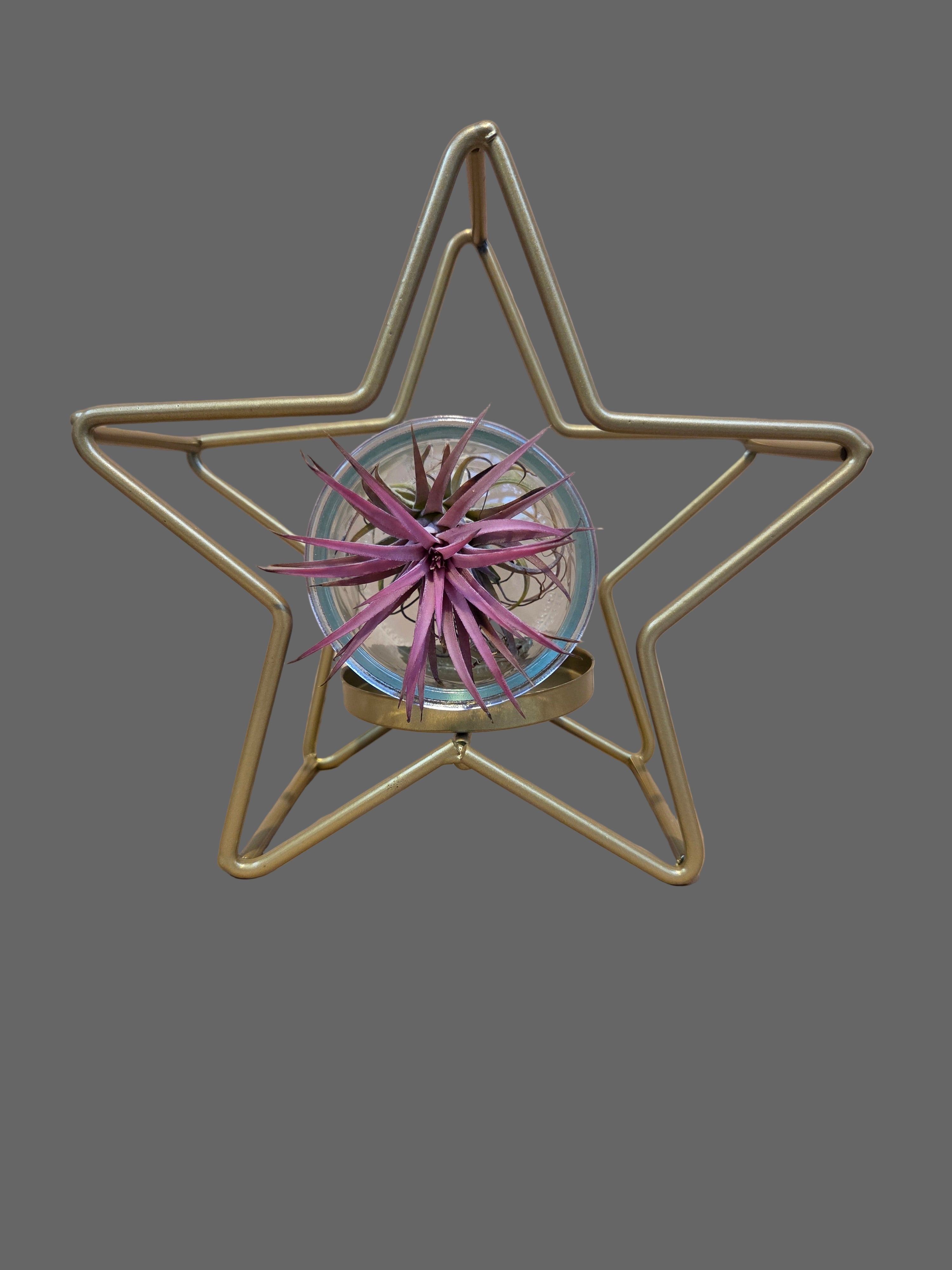 Christmas Star - Glass Container with Airplant