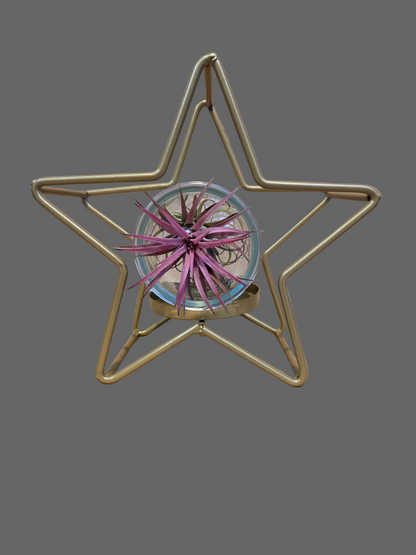 Christmas Star - Glass Container with Airplant