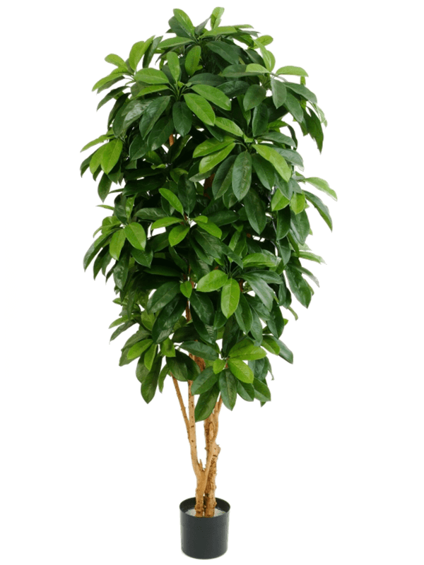 Artificial Schefflera - 170cm