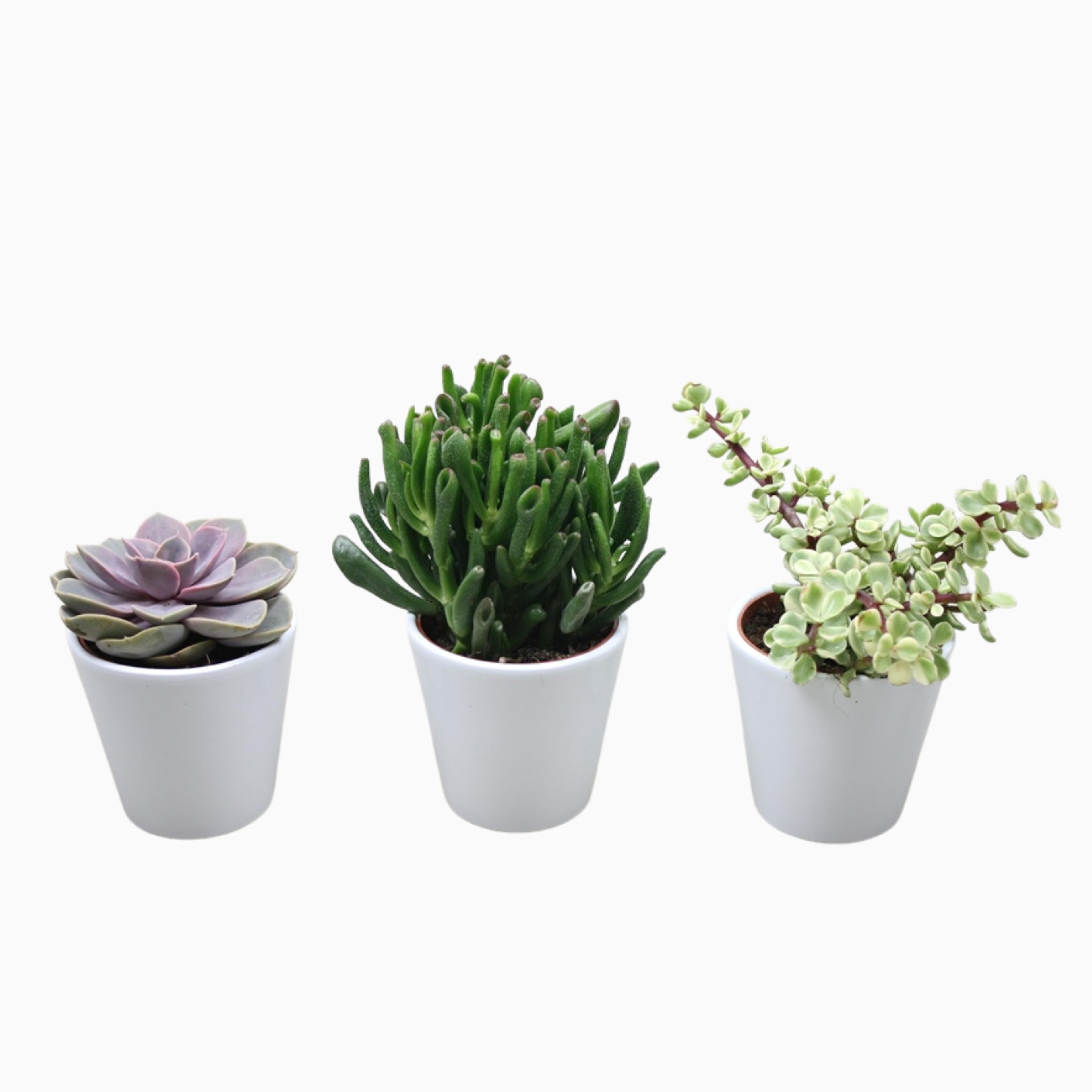 Easy Care Succulent in Ceramic Pot