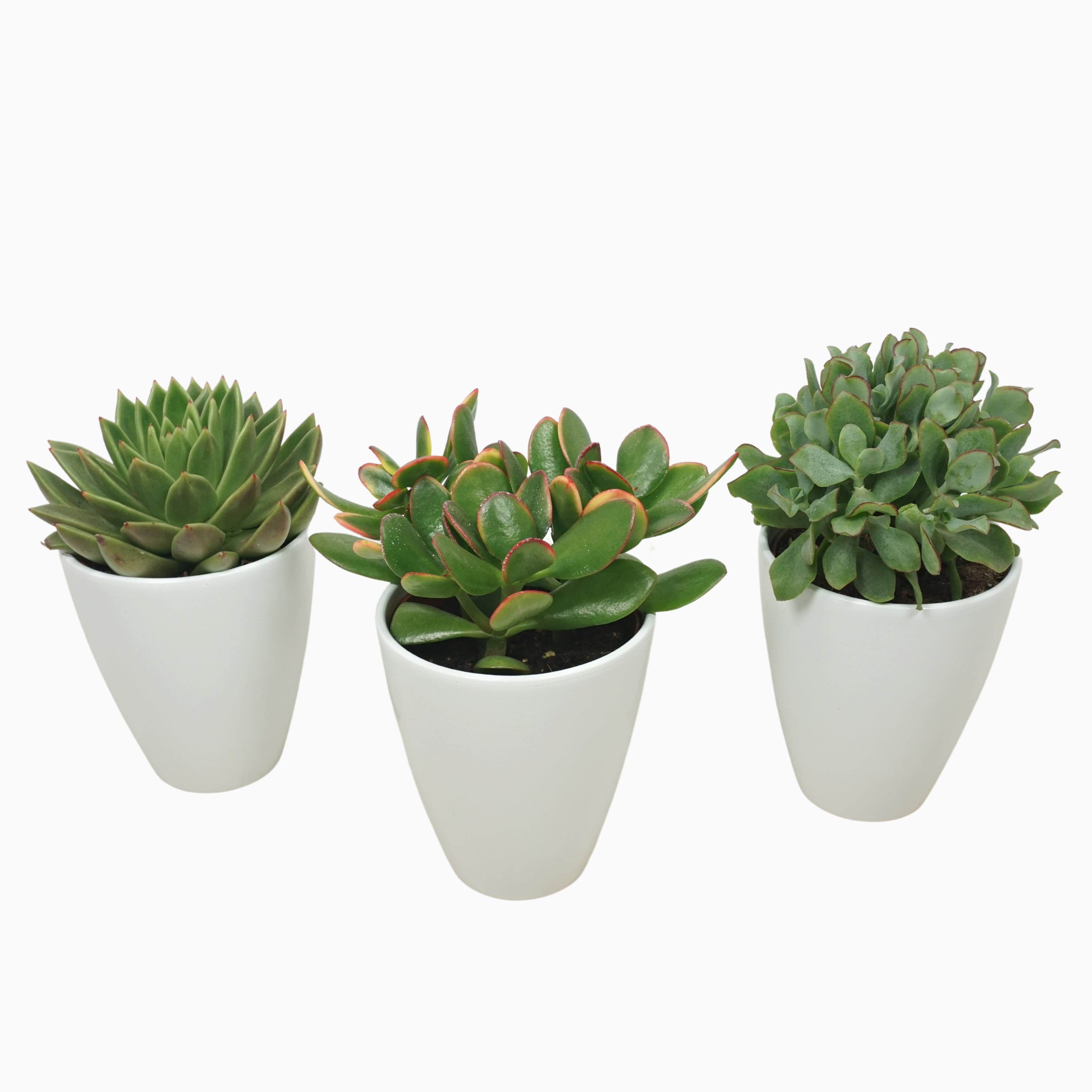 Easy Care Succulent in Ceramic Pot