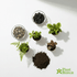Terrarium Plants, Soil, Drainage and Charcoal for Corked Terrarium - Plant Store