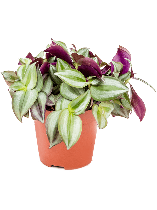 Tradescantia zebrina
