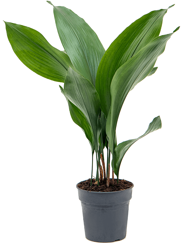 Aspidistra eliator (Cast Iron Plant) - Sold seperately