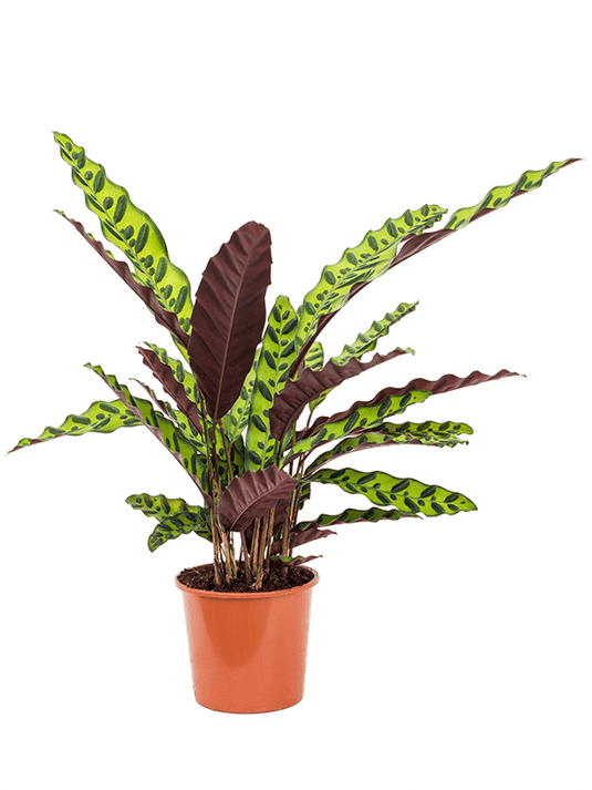 Calathea Lancifolia Rattlesnake Plant Plant Store