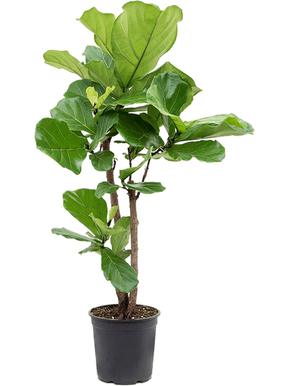 Ficus Lyrata - Fiddle Leaf Fig - 150cm - Mature Specimen - 7yr Old