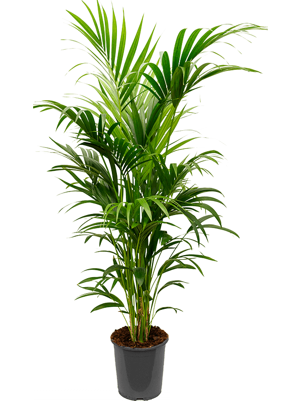 Kentia Palm- Large - 160cm