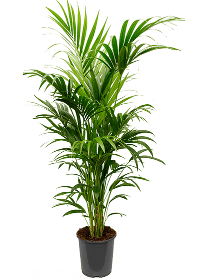 Kentia Palm - Large Plant - 160cm - Plant Store
