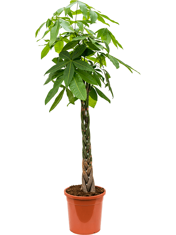 Large Pachira Aquatica
