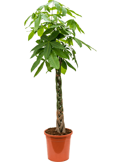 Large Pachira Aquatica