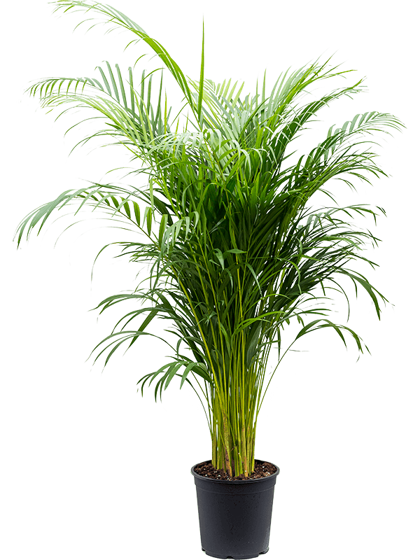 Areca Palm - Large (160cm)